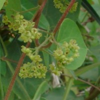 Cissampelos pareira L.